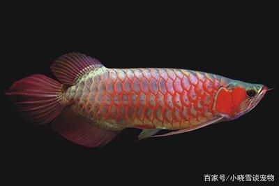 紅龍魚小魚：紅龍魚喂食小魚的注意事項 紅龍魚百科 第1張