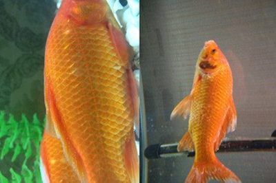 金龍魚哪里產的是正品：金龍魚品牌的產品主要產自哪里呢？ 水族問答 第1張