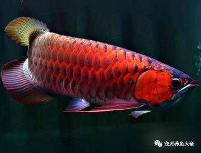 天價(jià)紅龍魚(yú)：天價(jià)紅龍魚(yú)為什么能賣出500萬(wàn)的天價(jià) 紅龍魚(yú)百科 第2張