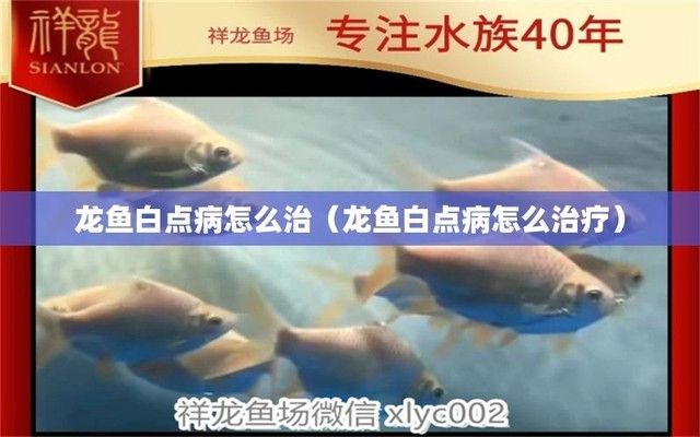 龍魚(yú)后背有白點(diǎn)：龍魚(yú)后背出現(xiàn)白點(diǎn)可能是由多種原因引起的，龍魚(yú)白點(diǎn)如何預(yù)防 龍魚(yú)百科 第4張