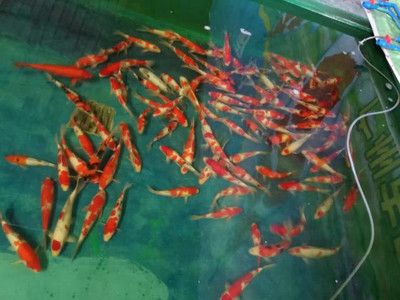 金龍魚哪里購買：何處可以購買到正宗的金龍魚產(chǎn)品 水族問答