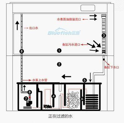 魚缸底部怎么安裝：魚缸底部過濾器安裝步驟 魚缸百科 第5張