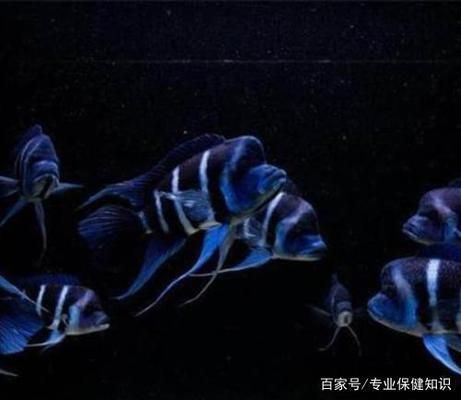 薩伊藍魚缸背景紙貼什么好 魚缸百科 第5張