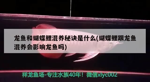 龍魚(yú)和蝴蝶鯉哪個(gè)好養(yǎng)：龍魚(yú)和蝴蝶鯉哪個(gè)更好養(yǎng) 龍魚(yú)百科 第4張