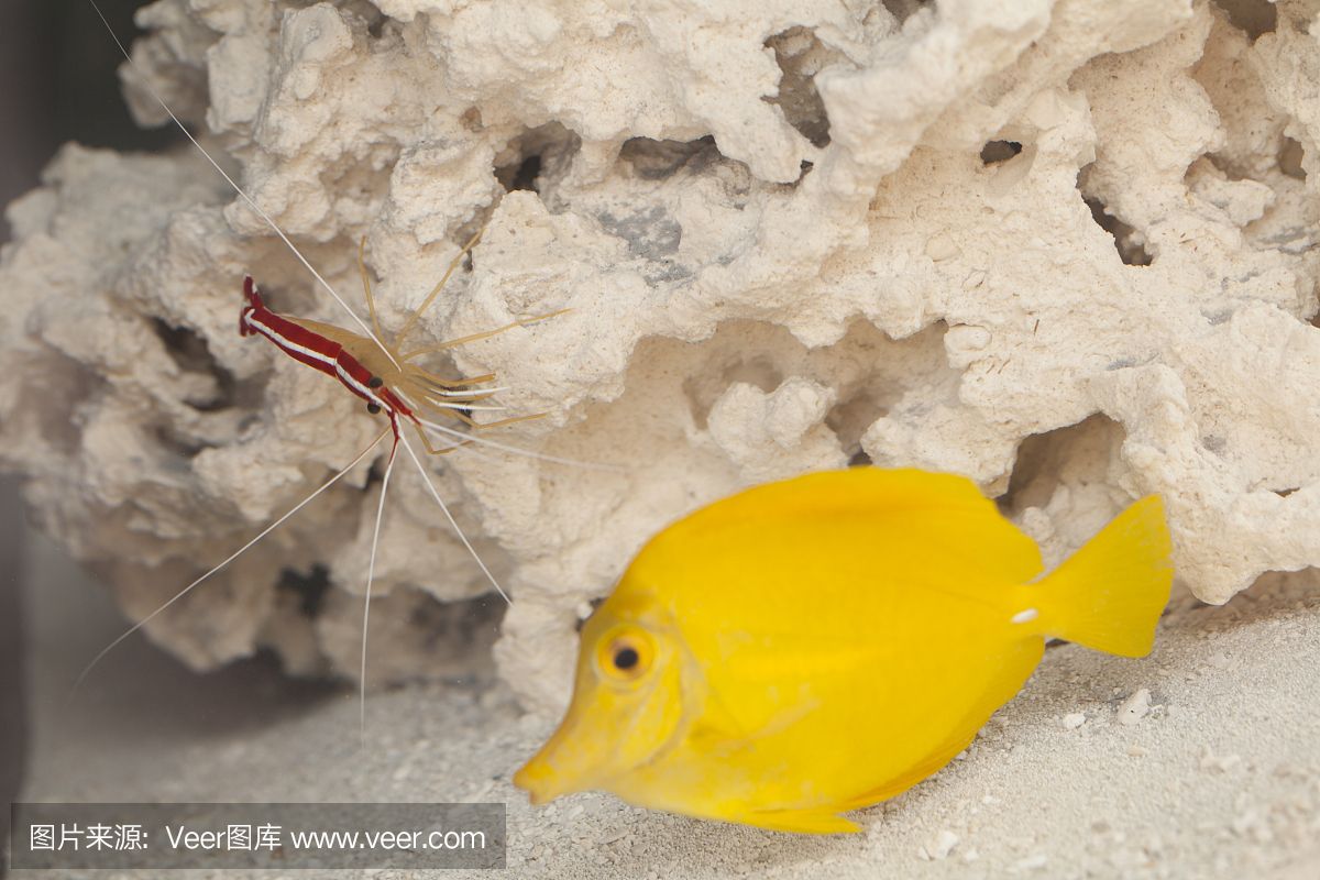 魚缸里有白色的皮：魚缸出現(xiàn)白色皮狀物怎么辦 魚缸百科 第5張