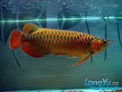 印度紅龍魚(yú)價(jià)格表最新行情：印度紅龍魚(yú)價(jià)格受多種因素影響 紅龍魚(yú)百科 第4張