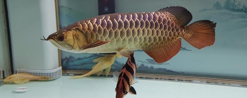 龍魚(yú)缸怎么選擇水位高：選擇龍魚(yú)缸的水位高度時(shí)需要考慮多個(gè)因素，龍魚(yú)缸水位與觀賞性關(guān)系 龍魚(yú)百科 第5張