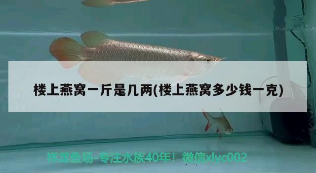 龍魚(yú)缸配魚(yú)數(shù)量：如何判斷龍魚(yú)缸水質(zhì)是否良好 龍魚(yú)百科 第5張