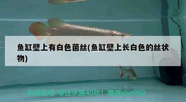 魚缸里有透明絲狀的東西是什么：魚缸里出現(xiàn)透明絲狀物是什么原因引起的 魚缸百科 第5張