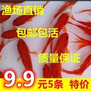 紅龍魚怎么樣養(yǎng)：如何營造適合紅龍魚的暗環(huán)境，紅龍魚繁殖技術難點解析 紅龍魚百科 第4張