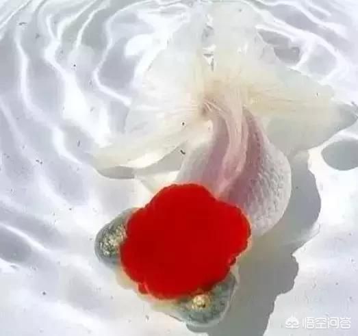 魚缸水泵不通電了怎么修：魚缸水泵不通電怎么辦 魚缸百科 第1張