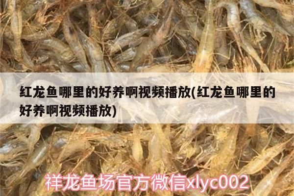 金龍紅龍魚形容詞語是什么：紅龍魚與金龍魚的區(qū)別 紅龍魚百科 第3張