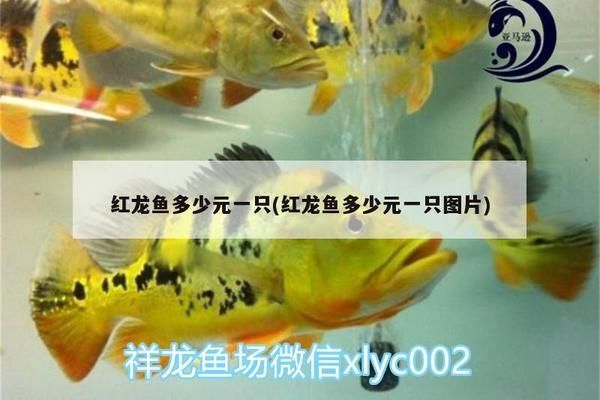 紅龍魚一共多少元：紅龍魚養(yǎng)護設備選購指南,紅龍魚常見疾病預防方法 紅龍魚百科 第2張