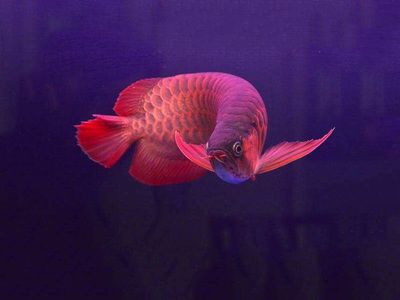 紅龍魚祥龍魚場：紅龍魚祥龍魚場養(yǎng)殖技術(shù)分享紅龍魚祥龍魚場養(yǎng)殖技術(shù)分享 紅龍魚百科 第5張