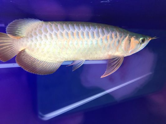 怎么讓龍魚(yú)發(fā)色更好呢視頻：如何通過(guò)正確的飼養(yǎng)方法和環(huán)境調(diào)整來(lái)改善龍魚(yú)的色彩 龍魚(yú)百科 第2張