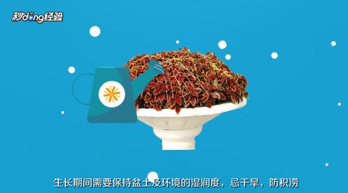 魚缸彩葉草的養(yǎng)殖方法和注意事項有哪些：彩葉草的養(yǎng)殖方法和注意事項 魚缸百科 第1張