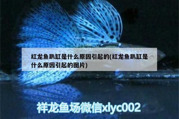 紅龍魚尾鰭虎斑：關(guān)于紅龍魚尾鰭虎斑現(xiàn)象研究 紅龍魚百科 第1張