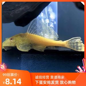 女王大帆魚混養(yǎng)注意事項(xiàng)：龍魚與女王大帆魚共存技巧 龍魚百科 第1張