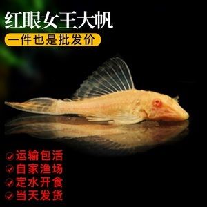 女王大帆魚混養(yǎng)注意事項(xiàng)：龍魚與女王大帆魚共存技巧 龍魚百科 第4張