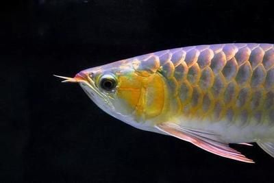 金龍魚(yú)濃香和特香的區(qū)別是什么：如何區(qū)分金龍魚(yú)濃香型和特香型 水族問(wèn)答 第2張