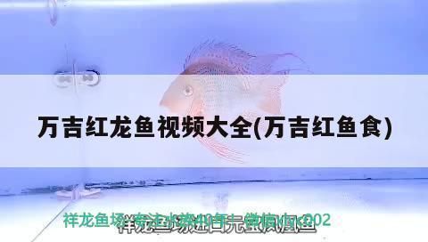 萬吉紅龍魚價(jià)格表：萬吉紅龍魚市場價(jià)格波動原因如何辨別紅龍魚品種真?zhèn)? title=