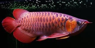 50厘米的紅龍魚市場價(jià)格：50厘米的紅龍魚市場價(jià)格受品種、品相、基因等因素而異 龍魚百科 第1張