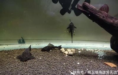 魚(yú)缸里有好多皮：魚(yú)缸清潔工具選擇指南 魚(yú)缸百科 第3張