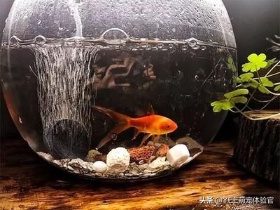 魚(yú)缸里有好多皮：魚(yú)缸清潔工具選擇指南 魚(yú)缸百科 第1張