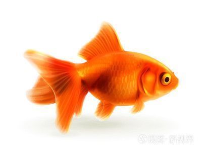 龍魚和金魚哪個好養(yǎng)一點：養(yǎng)龍魚和金魚哪個更容易養(yǎng)殖，金魚飼料的選擇指南 龍魚百科 第3張