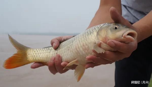 龍魚吃鯉魚肉好不好吃：龍魚吃鯉魚肉可行嗎 龍魚百科 第2張