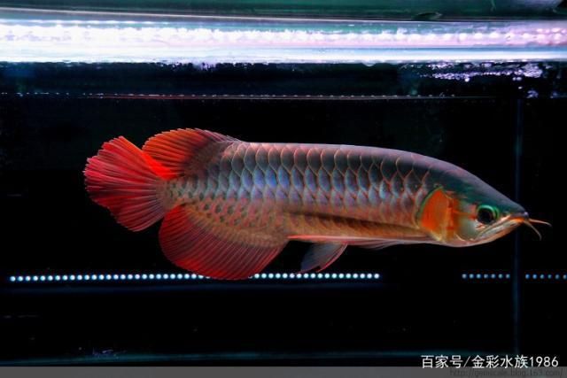 紅龍魚后三鰭不展開：紅龍魚后三鰭不展開可能是由于多種因素造成的