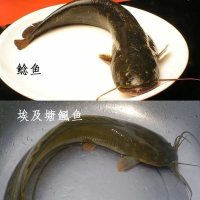 金龍魚拍賣2000萬元最高價格：金龍魚拍賣會2000萬元最高價成交 水族問答 第1張