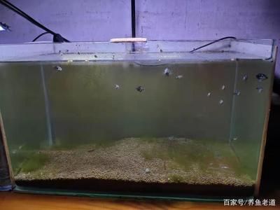 維護魚缸：關于魚缸維護的詳細步驟