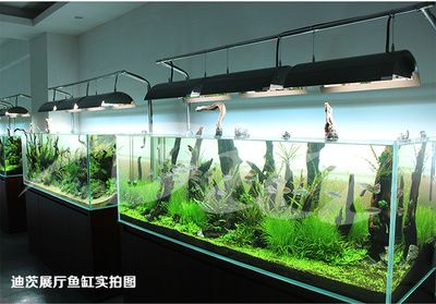 魚缸頂級品牌：彩鰈魚缸部分高端排行榜入選部分高端排行榜