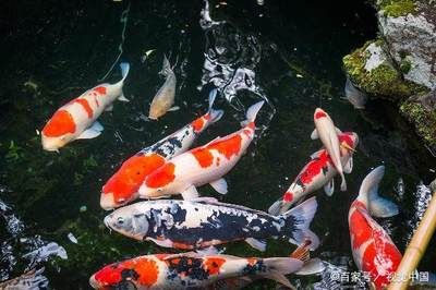 海水紅龍魚吃珊瑚嗎？：海水紅龍魚不吃珊瑚的結論