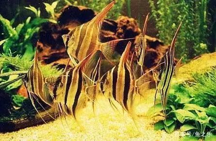 龍魚(yú)跟什么魚(yú)混養(yǎng)漂亮好看:混養(yǎng)龍魚(yú)的注意事項(xiàng) 龍魚(yú)百科 第5張 龍魚(yú)跟什么魚(yú)混養(yǎng)漂亮好看:混養(yǎng)龍魚(yú)的注意事項(xiàng) 龍魚(yú)百科 第5張