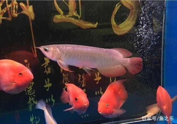 龍魚(yú)跟什么魚(yú)混養(yǎng)漂亮好看:混養(yǎng)龍魚(yú)的注意事項(xiàng) 龍魚(yú)百科 第3張 龍魚(yú)跟什么魚(yú)混養(yǎng)漂亮好看:混養(yǎng)龍魚(yú)的注意事項(xiàng) 龍魚(yú)百科 第3張