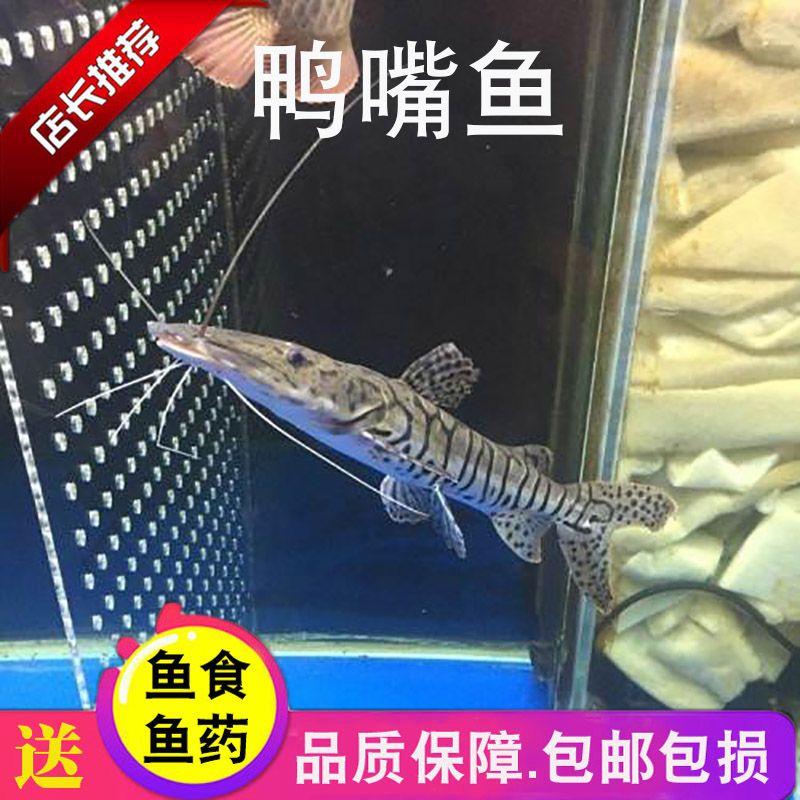 龍魚要求多少溫度養(yǎng)合適：龍魚適宜的水溫范圍是24-30攝氏度 龍魚百科 第2張