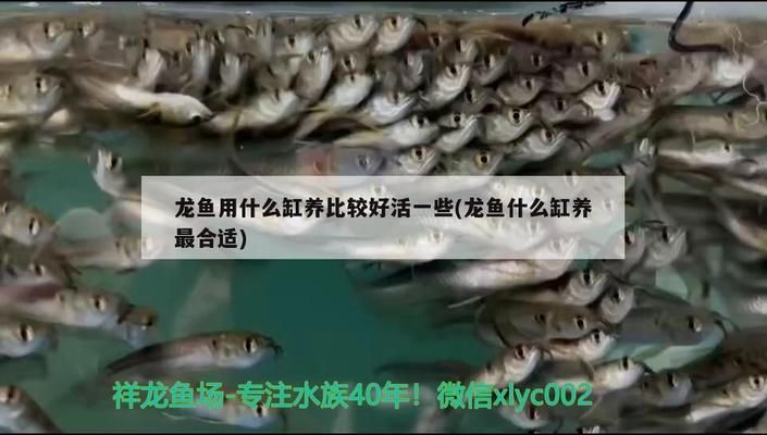 龍魚用什么缸養(yǎng)比較好看：關于龍魚魚缸的選擇