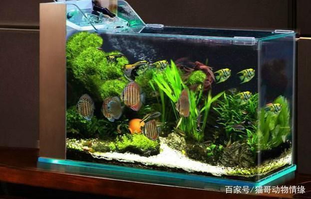 超級(jí)寶貝魚缸安裝教程：大型寶貝水族箱安裝教程 魚缸百科 第5張