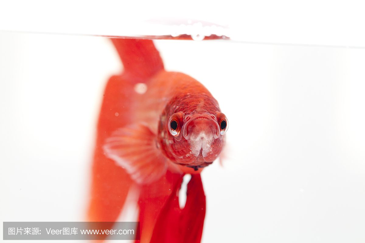 魚缸好多白色皮狀物是什么：魚缸內(nèi)出現(xiàn)白色皮狀物可能由多種因素引起，魚缸裝飾品清潔周期建議 魚缸百科 第1張