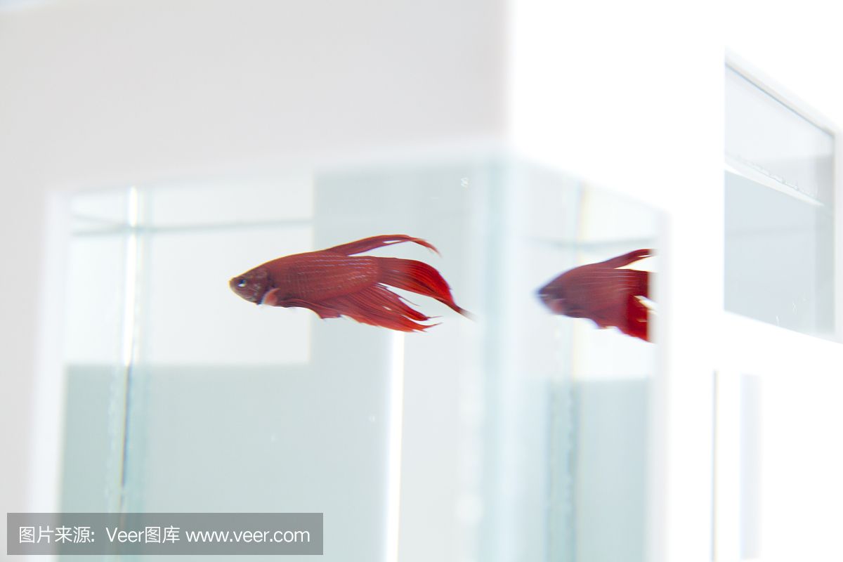 魚缸好多白色皮狀物是什么：魚缸內(nèi)出現(xiàn)白色皮狀物可能由多種因素引起，魚缸裝飾品清潔周期建議 魚缸百科 第3張