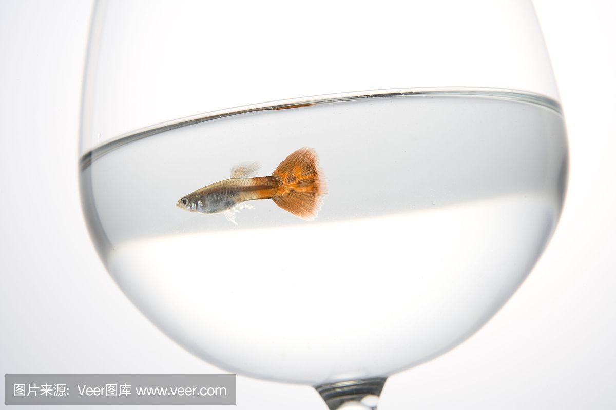 魚缸好多白色皮狀物是什么：魚缸內(nèi)出現(xiàn)白色皮狀物可能由多種因素引起，魚缸裝飾品清潔周期建議 魚缸百科 第4張