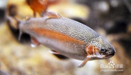 金龍魚盤錦生態(tài)米：金龍魚盤錦生態(tài)米怎么樣？ 水族問答 第1張