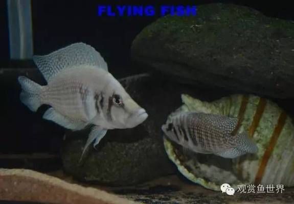 金龍魚盤錦生態(tài)米：金龍魚盤錦生態(tài)米怎么樣？ 水族問答 第2張