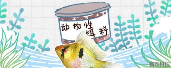 金龍魚(yú)配方 水族問(wèn)答 第2張