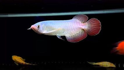 純血紅龍魚價格走勢圖：純血紅龍魚市場價格最新趨勢 龍魚百科 第4張