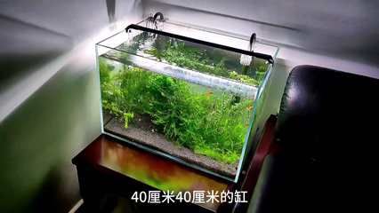 金龍魚烹飪班：金龍魚烹飪培訓學校 水族問答 第2張