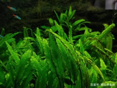 魚缸除藻最佳的魚類：魚缸除藻魚類的日常管理 魚缸百科 第2張