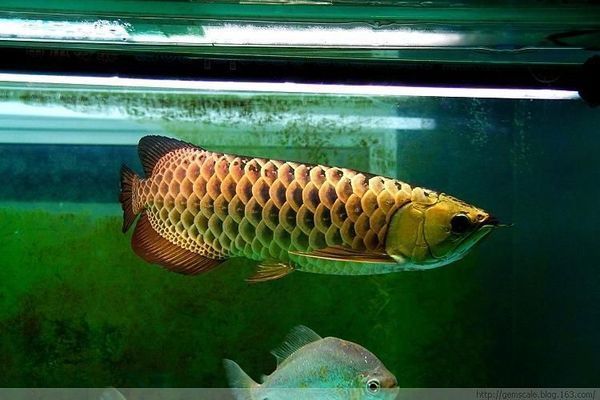 紅龍魚(yú)開(kāi)什么顏色的燈好：紅龍魚(yú)燈光模擬自然光模擬自然光模擬自然光方法 紅龍魚(yú)百科 第4張